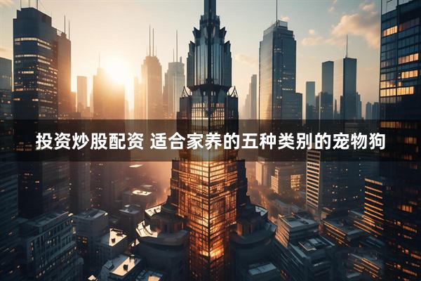 投资炒股配资 适合家养的五种类别的宠物狗